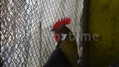 早晨，在传统的乡村谷仓上，一只只金公鸡正在鸣叫. 五颜六色的长尾凤凰公鸡乌鸦