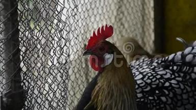 早晨，在传统的乡村谷仓上，一只只金公鸡正在<strong>鸣叫</strong>. 五颜六色的长尾凤凰公鸡乌鸦