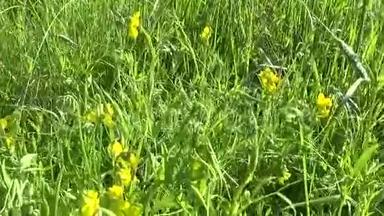 在草地上排列草原野花。 高清视频镜头运动摄像机。 草