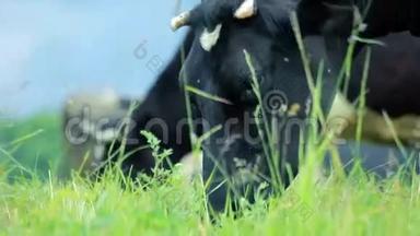 奶牛吃草。田野里的牛。吃草的奶牛。牧场