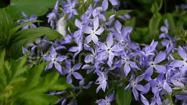长春花草。 花园里的花坛上盛开着一朵朵蓝色的花。 静态摄像机的视频镜头拍摄。