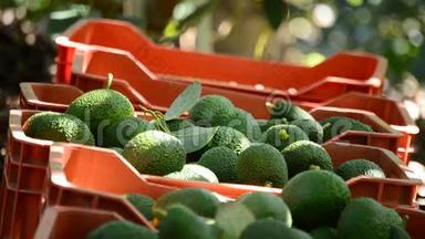 将鳄梨热带水果收集到丰收的盒子里