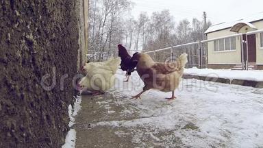慢动作。小鸡在雪地里啄食。在冬雪中啄食的母鸡。