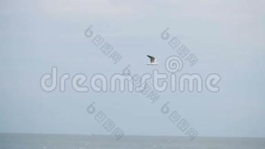 海鸥飞过波浪状的海湾