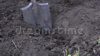 农夫挖了一个洞在花园里<strong>种树</strong>