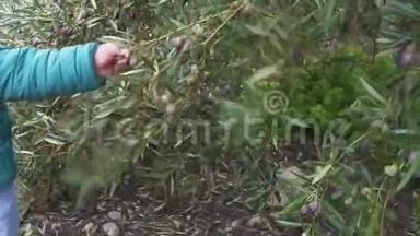 一岁的男孩从树上撕下橄榄并<strong>吃掉</strong>它们。 慢动作