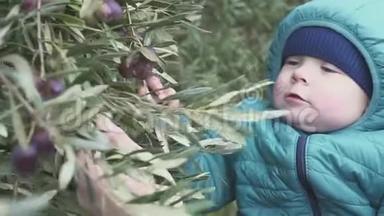 一岁的男孩从树上撕下橄榄并<strong>吃掉</strong>它们。 慢动作