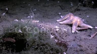 白海海底的鳗鱼、鳕鱼和星鱼在海底蠕动.