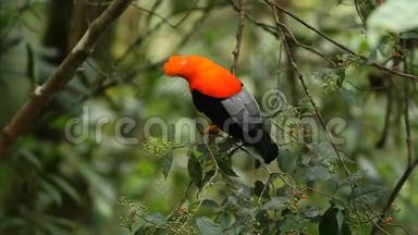 安第斯山脉的雄鸡，长在树枝上，吃树上的红色浆果