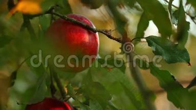 日落时<strong>苹果</strong>树上挂满了<strong>红苹果</strong>。 <strong>红苹果</strong>长在树枝上。