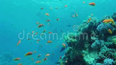 <strong>红海</strong>的水下世界.. 在镜框里，许多五颜六色的鱼和海面从一个深度