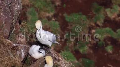 甘内特和小鸡，莫鲁斯，在一个悬崖的头，阿伯登郡，苏格兰7月底。