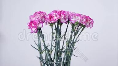花，花束，白色背景上上旋转，花组成由明亮的紫色土耳其石竹组成