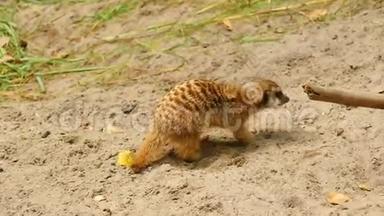 猫鼬在沙滩上挖洞