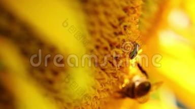 蜜蜂在向日葵地上的向日葵上采集花粉。阳光明媚的向日葵园
