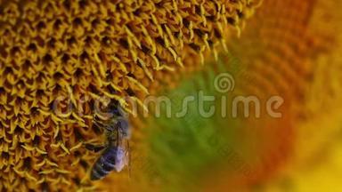 蜜蜂在向日葵地上的向日葵上采集花粉。阳光明媚的向日葵园