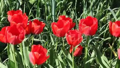 红色郁金香在春天的阳光下开花。