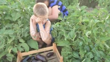 女人和男孩在花园里采摘收获的茄子变成木箱。 母亲的儿子在有机生物上采摘新鲜蔬菜
