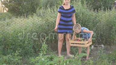 女人和男孩在花园里采摘收获的茄子变成木箱。 母亲的儿子在有机生物上采摘新鲜蔬菜