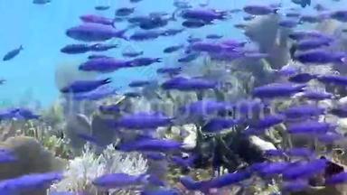 漂浮在珊瑚礁上的蓝鱼群
