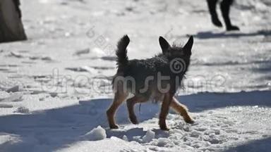 无家可归的小流浪狗在雪地上标记着领土。 冬天很冷流浪狗的问题
