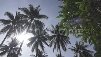在热带度假胜地，棕榈树的顶部下方，以蓝蓝天空为背景的全景