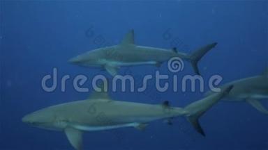 三条浮在开阔加勒比海的礁鲨，古巴