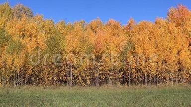 秋天，一片田野上的黄杨