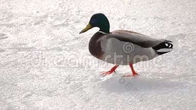 在初冬时节，鸭子在新的薄冰上行走