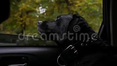 一只大黑狗坐在车里，把头放在窗户上，呼吸着新鲜空气。 慢速运动，高清，1920x1080