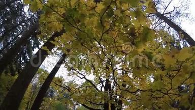 十月公园彩景秋色背景，黄叶树叶慢动