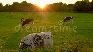 在日落或日出的时候，在农场里吃草的弗里斯的牛群