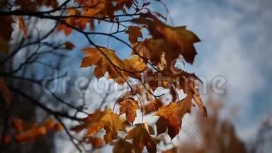 秋天树枝上的黄色枫叶视频