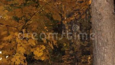 一个女孩从<strong>树林深处</strong>出来，停在一棵树旁边，迎着秋叶和日落。 她抱着一棵树