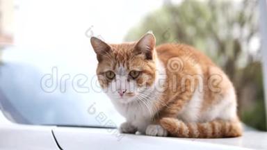 可爱的姜塔比猫躺在车上，警觉地环顾四周，专注于它的眼睛，4K电影，慢动作