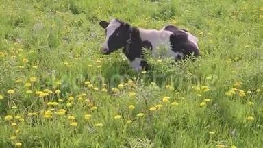斑斑的黑白牛被放牧，用黄色盛开的蒲公英在田野上喂养，田园诗般的夏日景象。