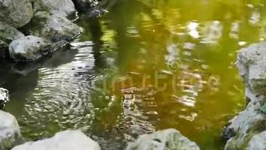 日本池塘里的浮<strong>鱼跳出</strong>水面和石头