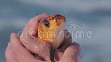 金鱼在渔夫手中，谁抓住它旋转。 快关门。