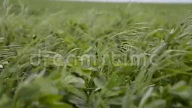 关闭紫花苜蓿苜蓿地。 吹风时的路塞恩和草甸。 重要的农业饲料作物