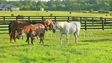 马在<strong>马场</strong>的绿色牧场上放牧。 乡村夏日风景。 两匹可爱的马在<strong>马场</strong>。
