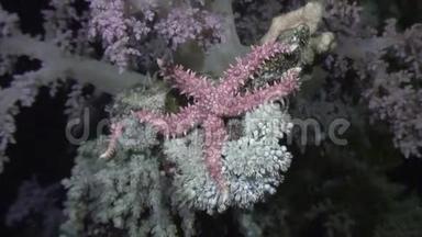红海海底海底的海星。