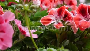 花坛上的粉红色天竺葵花.. 高清视频静态摄像机..