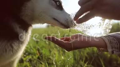 狗从主人手中喝水。 水倒在一条细流中注入掌心.. 慢动作