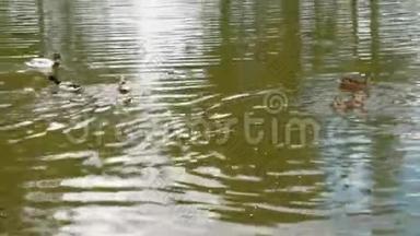 一只鸭子，小鸭子漂浮在池塘里。 一只可爱的母鸭走着她的小鸭子