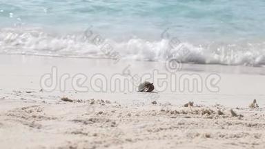 一只小螃蟹在海滩上奔跑
