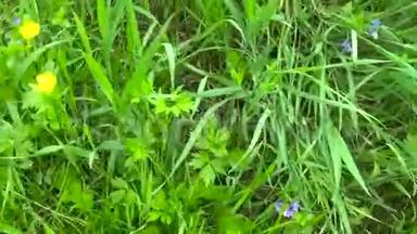 美丽的田野草，<strong>绿色植物夏季</strong>草甸，运动主观相机使用安定。