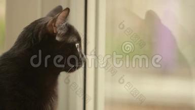 黑猫坐在窗台上，看着窗外。 猫`简介