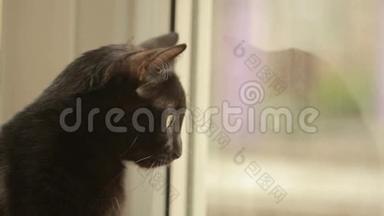 黑猫坐在窗台上，看着窗外。 猫`简介