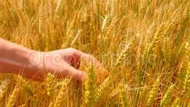 雄手在大麦地.. 手中的<strong>粮食</strong>。 手里拿着大麦。 <strong>农民</strong>检查小穗和谷物的质量