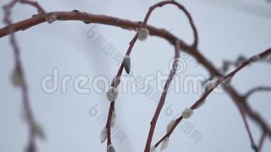 不同的阴柳树枝孤立的白色背景。 春天的树枝有芽